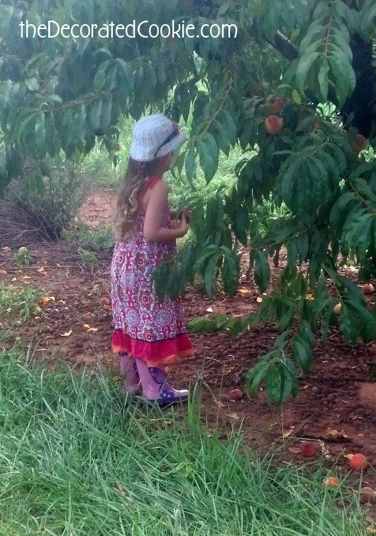 peach picking