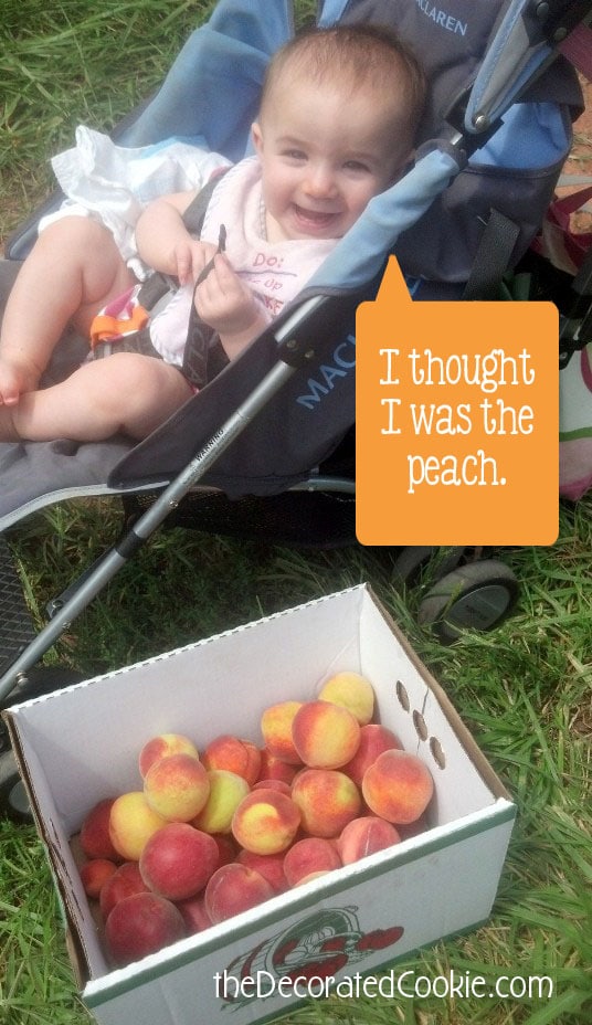 peachpicking_v