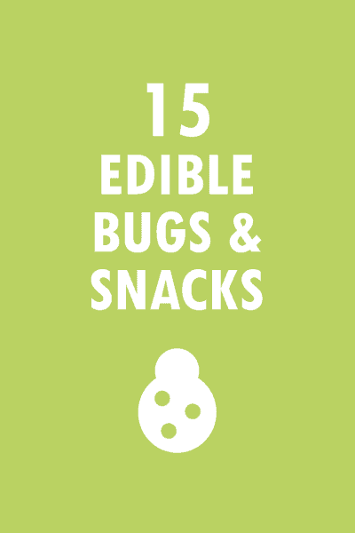 15 edible bugs and snacks
